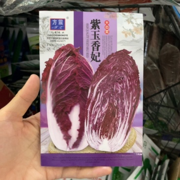 紫白菜种子中熟生长期约75天左右南北均可种植