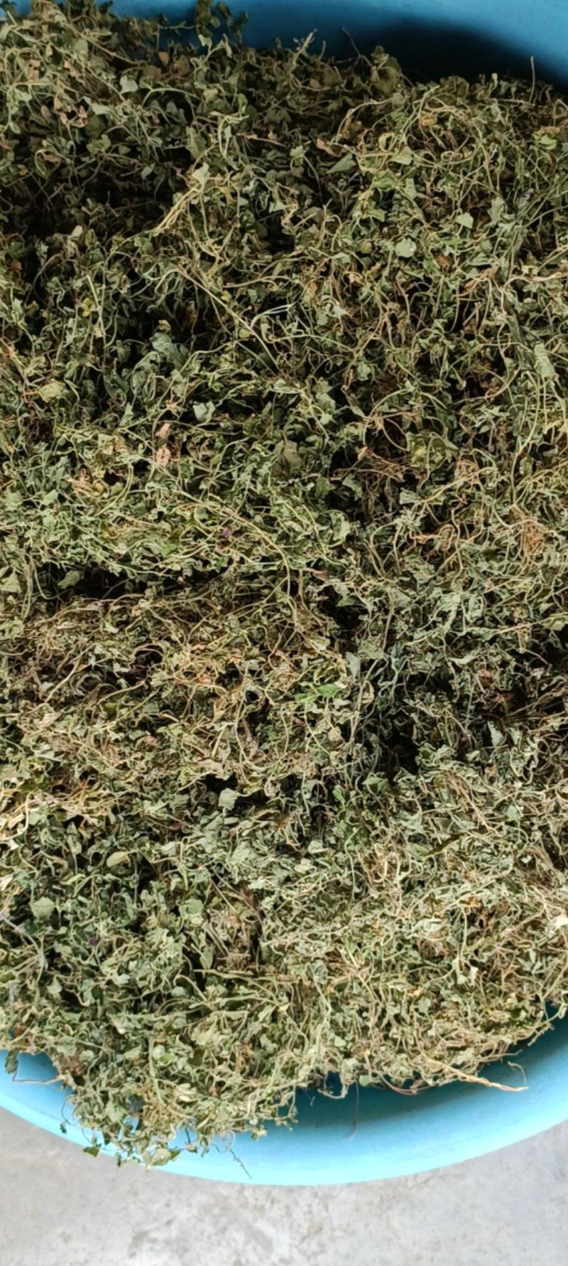 铜锤玉带草，贵州野生干净无硫干统货