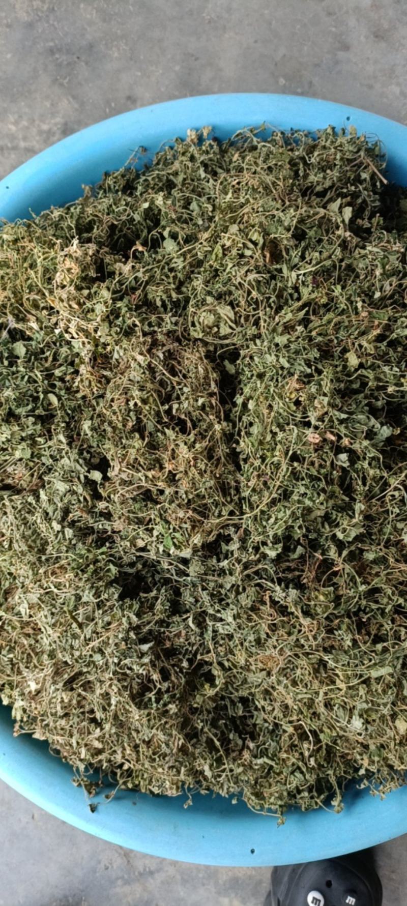 铜锤玉带草，贵州野生干净无硫干统货