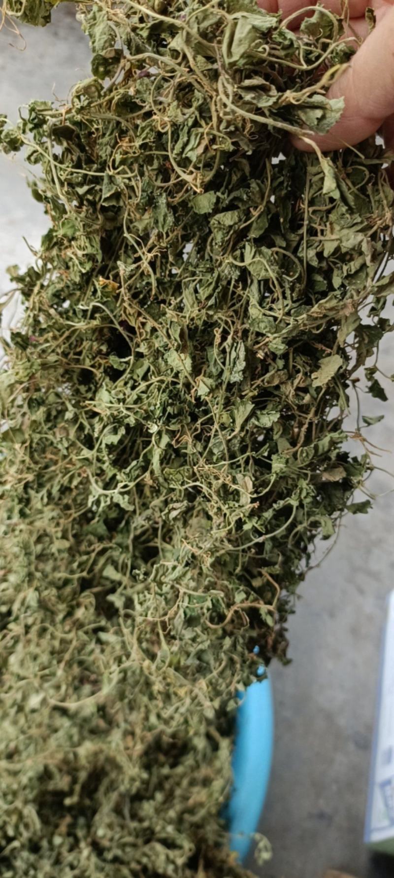 铜锤玉带草，贵州野生干净无硫干统货