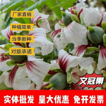 文冠果种子厂家一手货源批发品质保证价格便宜欢迎联系合作