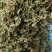 铜锤玉带草，贵州野生干净无硫干统货