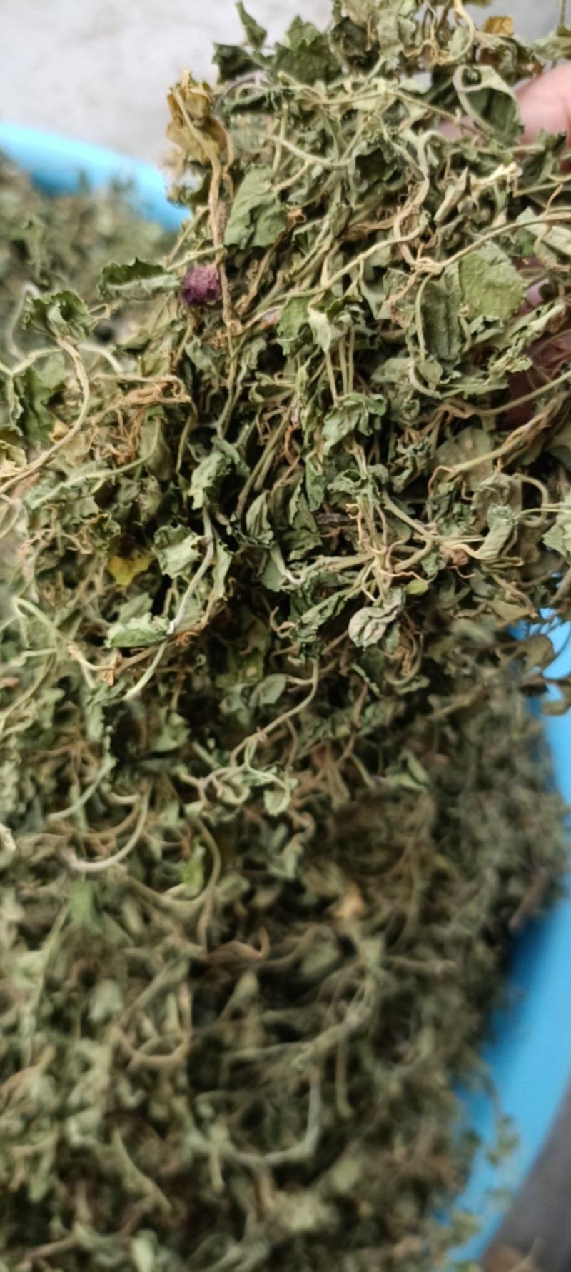 铜锤玉带草，贵州野生干净无硫干统货