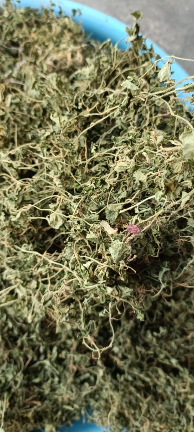 铜锤玉带草，贵州野生干净无硫干统货