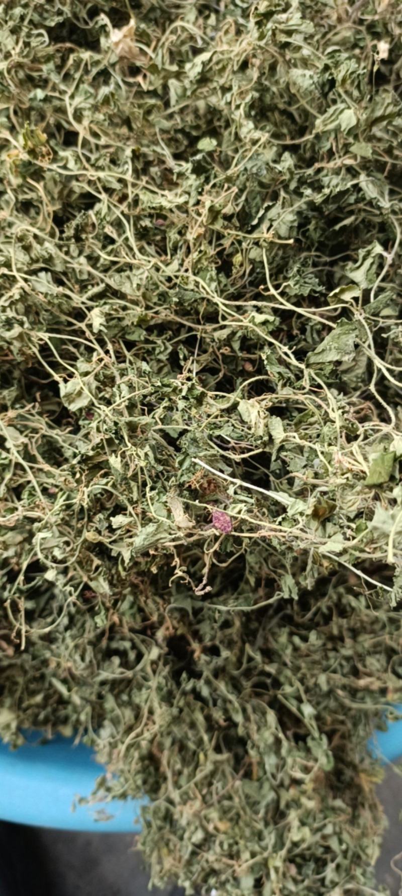 铜锤玉带草，贵州野生干净无硫干统货