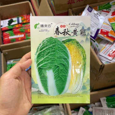 春秋黄冠白菜种子生长周期约70天左右南北方均可种植