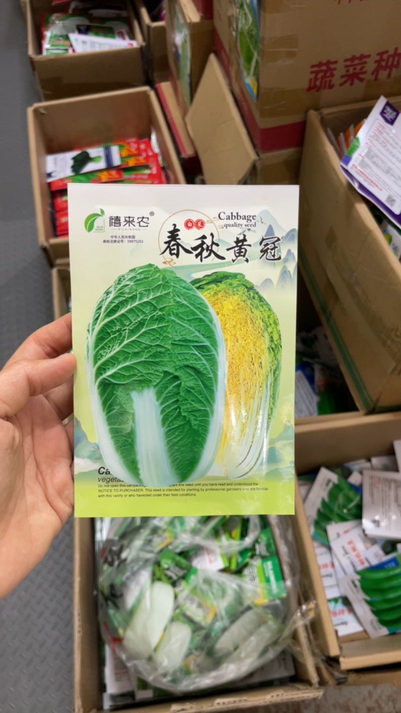 春秋黄冠白菜种子生长周期约70天左右南北方均可种植