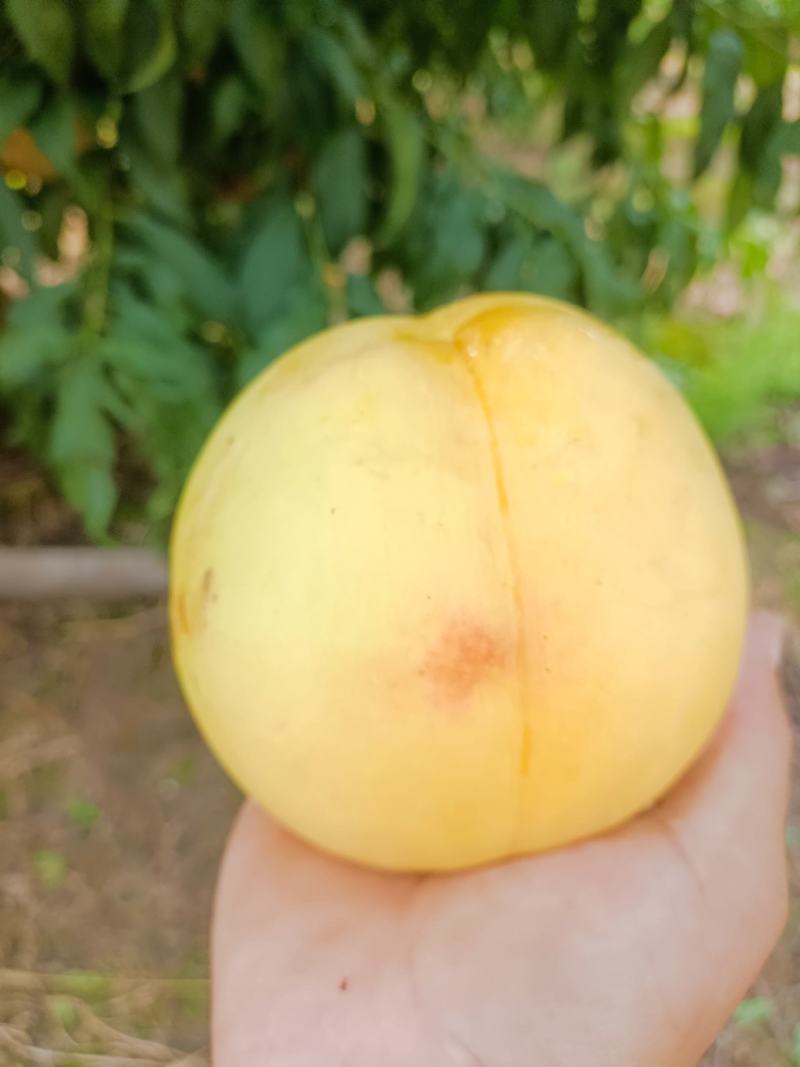 黄油桃
