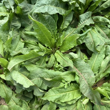 大量出售食叶草