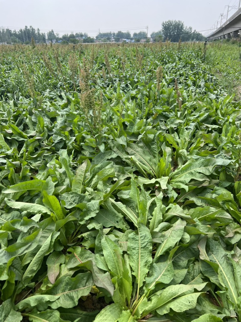大量出售食叶草