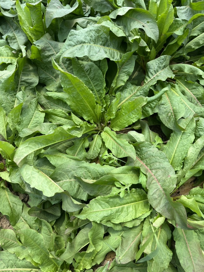 大量出售食叶草