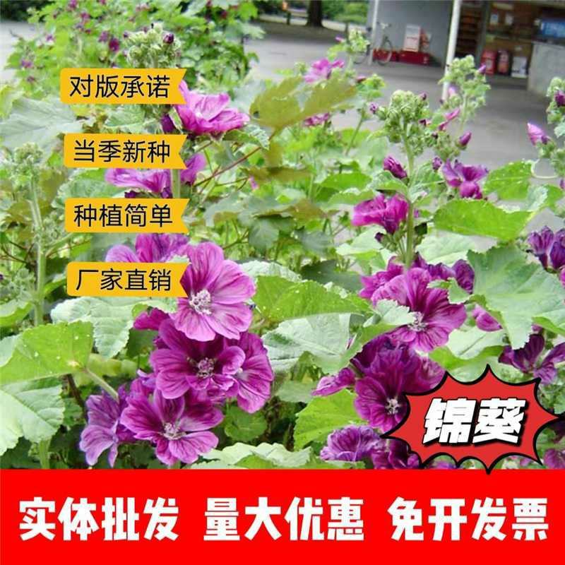 锦葵种子厂家一手货源批发品质保证价格便宜欢迎联系合作