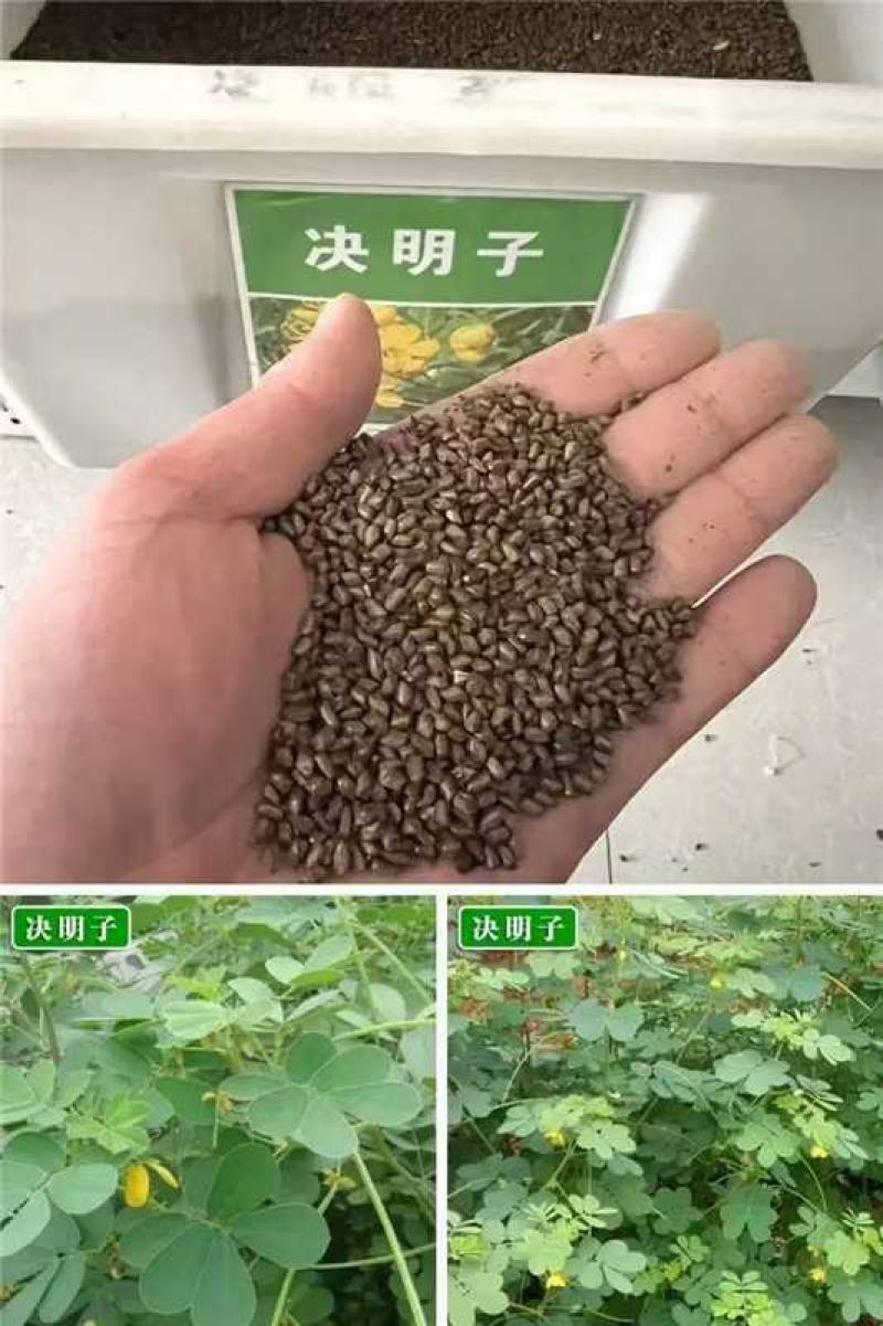 决明子种子厂家一手货源批发品质保证价格便宜欢迎联系合作