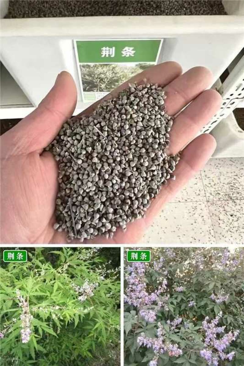荆条种子厂家一手货源批发品质保证价格便宜欢迎联系合作终