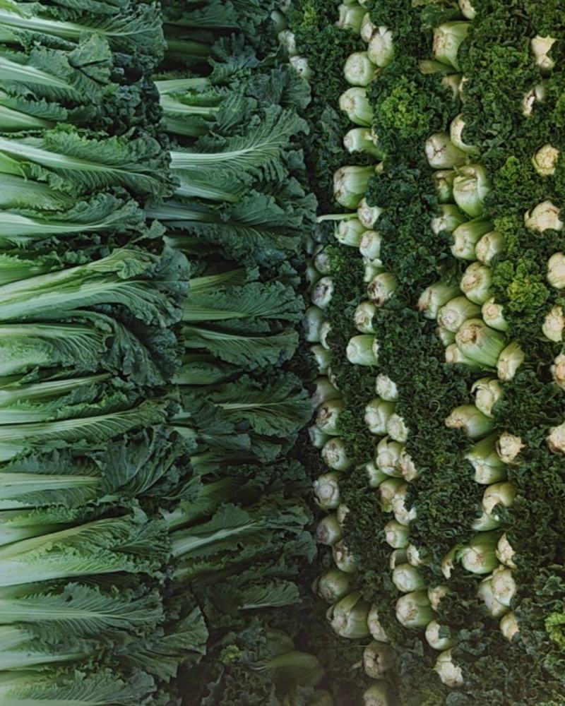 黑菜