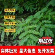 银合欢种子厂家一手货源批发品质保证价格便宜欢迎联系合作