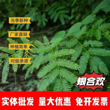 银合欢种子厂家一手货源批发品质保证价格便宜欢迎联系合作