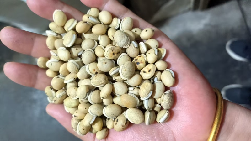 白扁豆干货国产各种规格都有现货量大从优