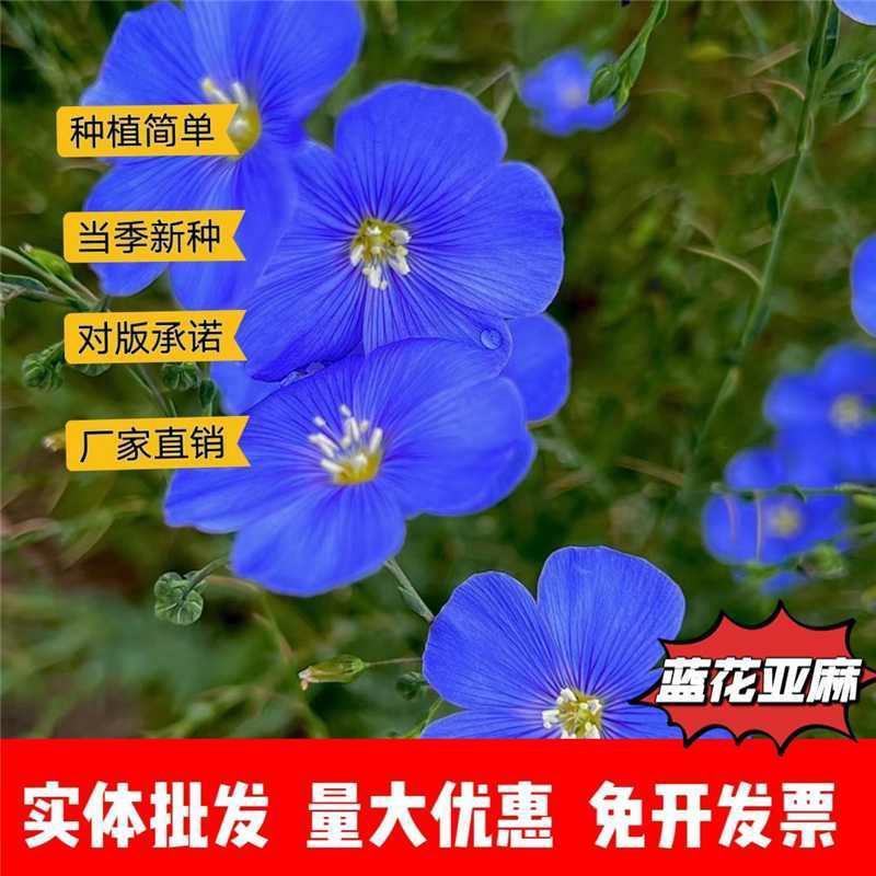 蓝花亚麻种子厂家一手货源批发品质保证价格便宜欢迎联系合作