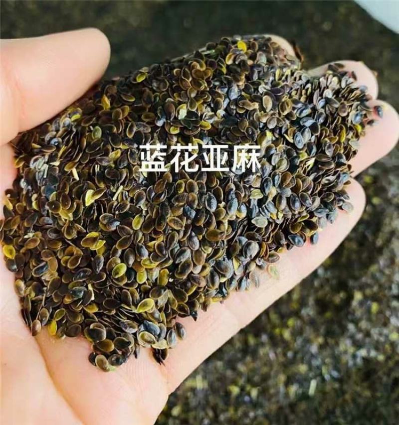蓝花亚麻种子厂家一手货源批发品质保证价格便宜欢迎联系合作