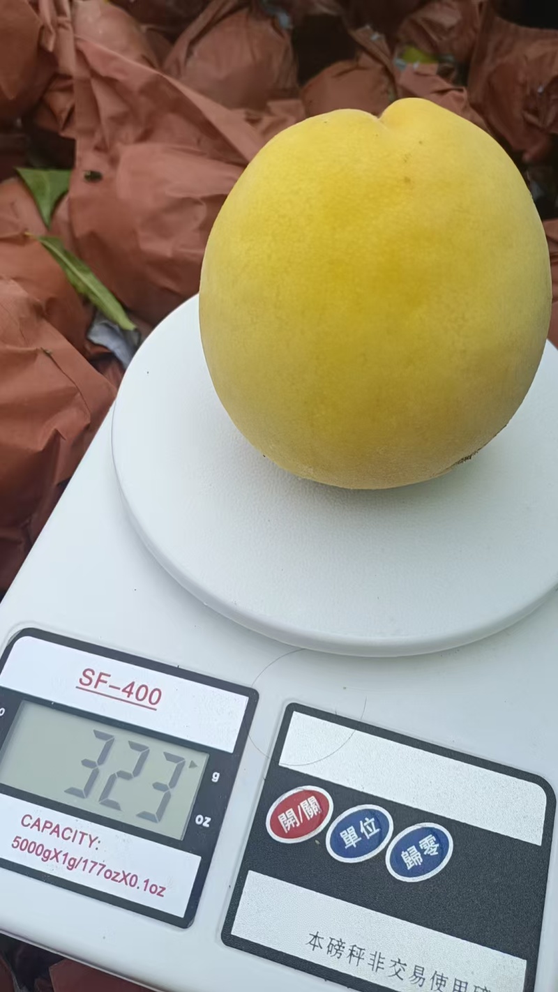 河北邢台威县黄金蜜毛桃黄金毛桃大量上市欢迎致电