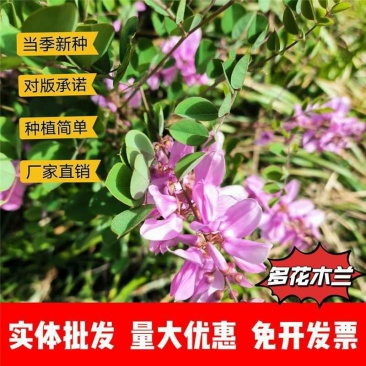 多花木兰种子厂家一手货源批发品质保证价格便宜欢迎联系合作