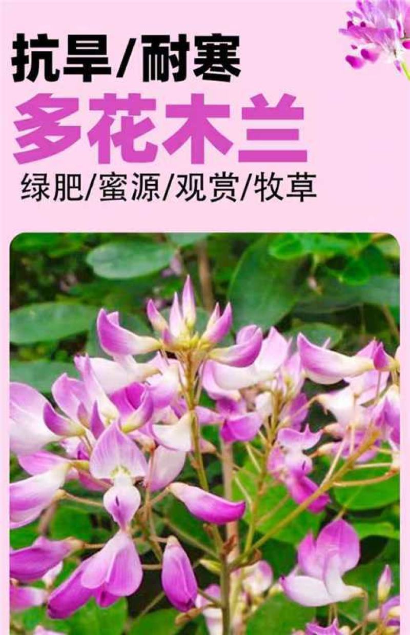 多花木兰种子厂家一手货源批发品质保证价格便宜欢迎联系合作