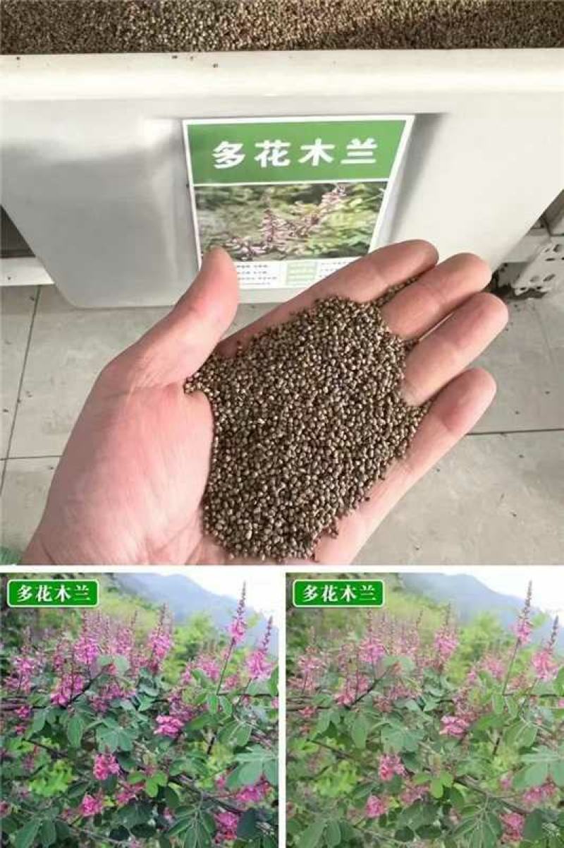 多花木兰种子厂家一手货源批发品质保证价格便宜欢迎联系合作