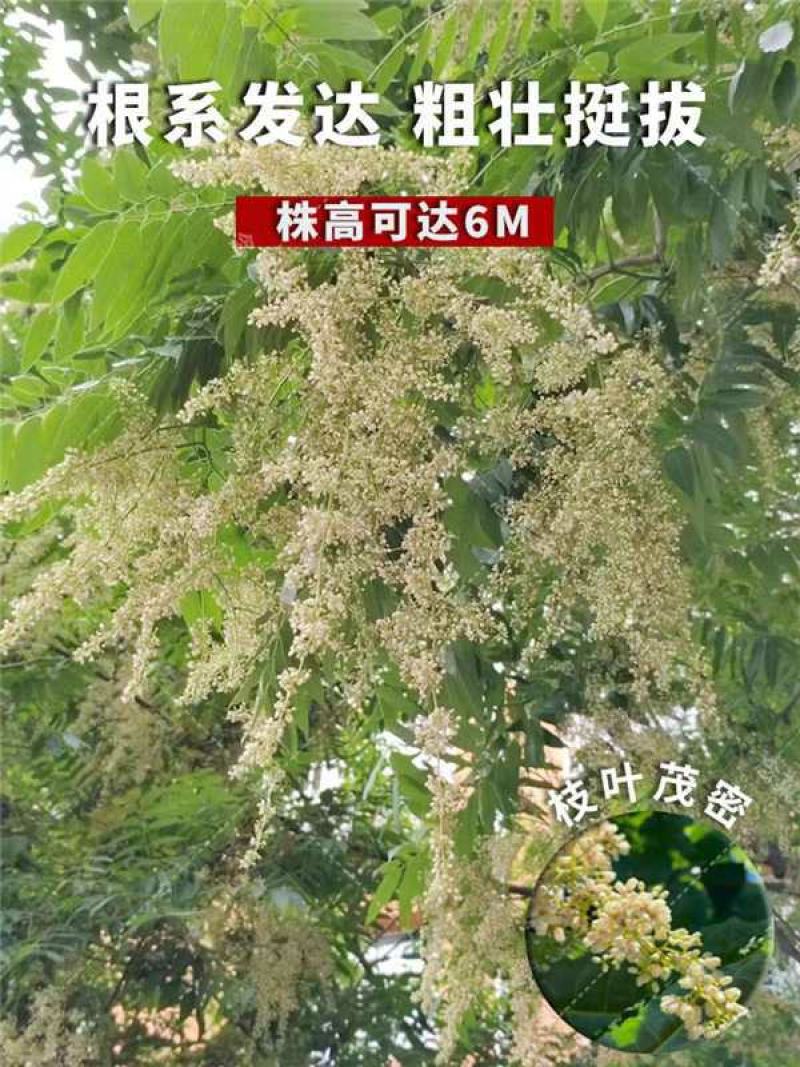 臭椿种子厂家一手货源批发品质保证价格便宜欢迎联系合作
