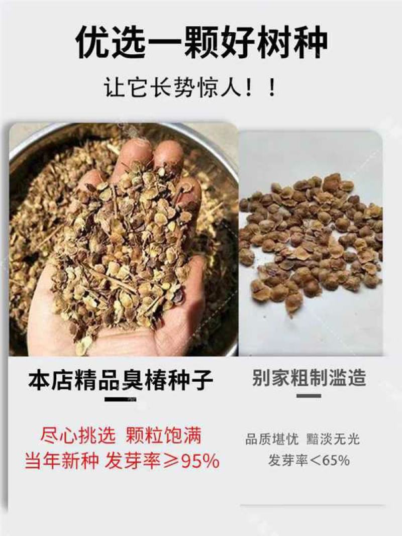 臭椿种子厂家一手货源批发品质保证价格便宜欢迎联系合作