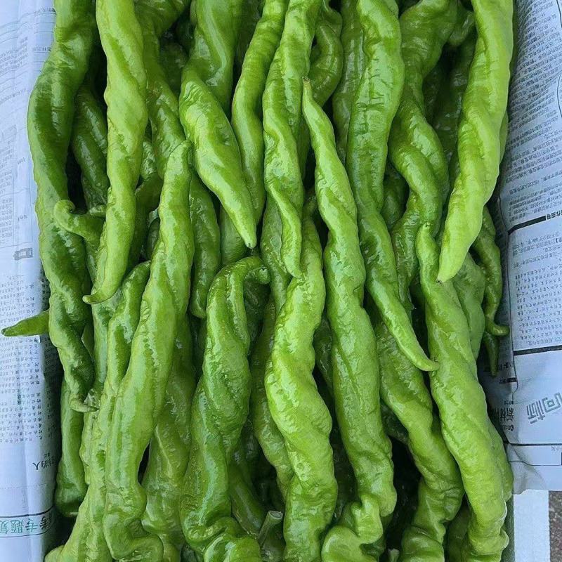 陇椒及各种辣椒，大量新鲜现货，保质保量欢迎选购