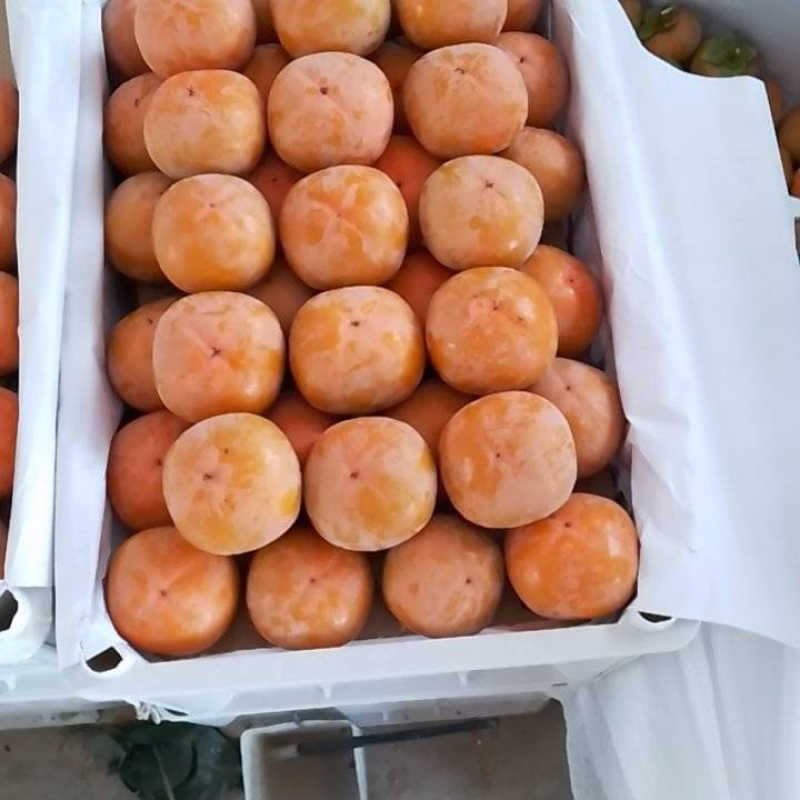 七月黄柿子柿子产地直发甜美多汁坏果包赔量大优惠