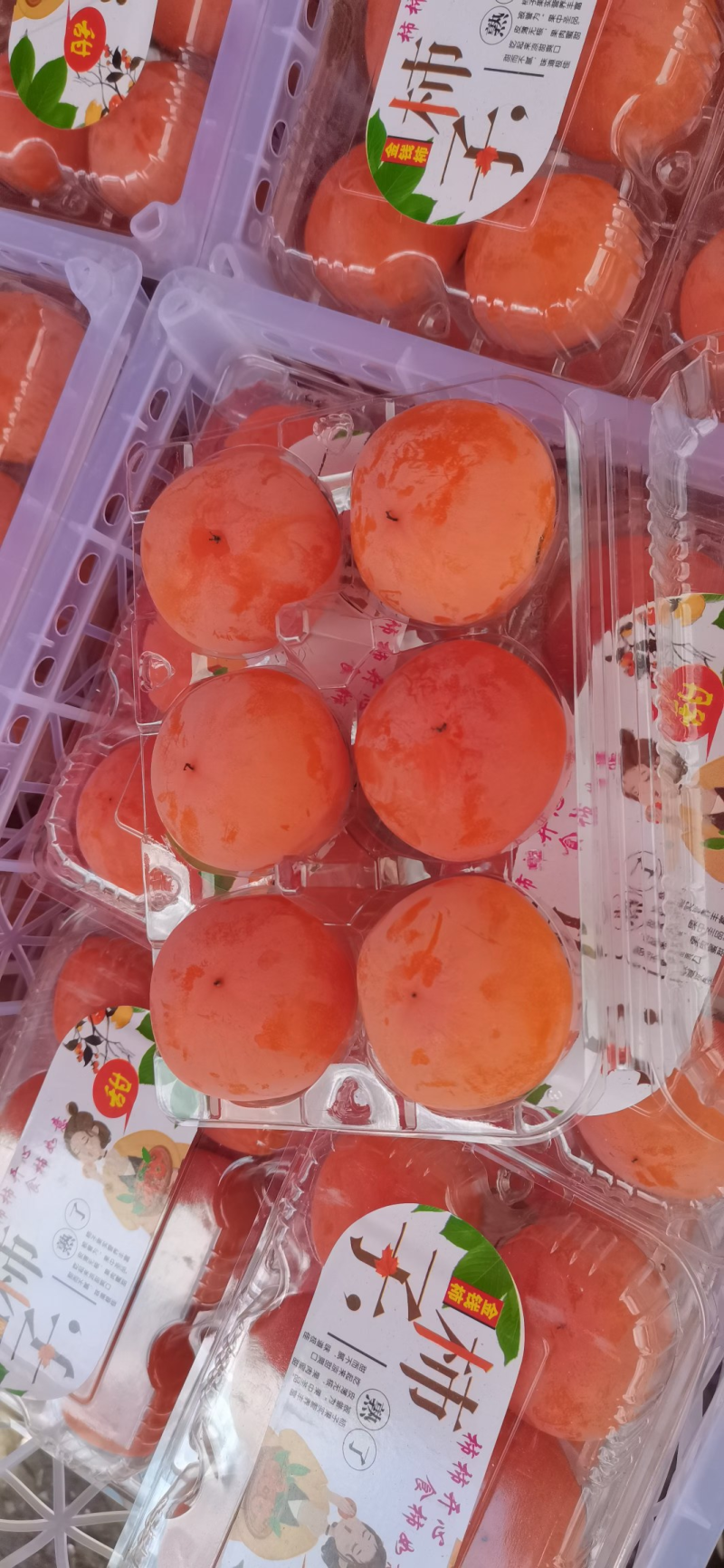 七月黄柿子柿子产地直发甜美多汁坏果包赔量大优惠