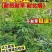 木豆种子厂家一手货源批发品质保证价格便宜欢迎联系合作