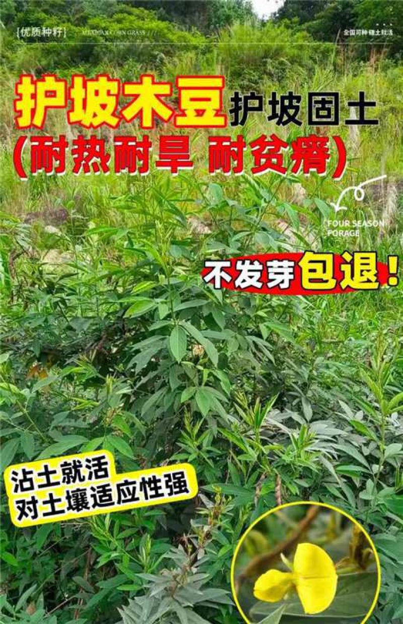 木豆种子厂家一手货源批发品质保证价格便宜欢迎联系合作