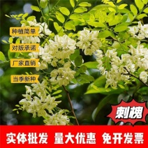 刺槐种子厂家一手货源批发品质保证价格便宜欢迎联系合作