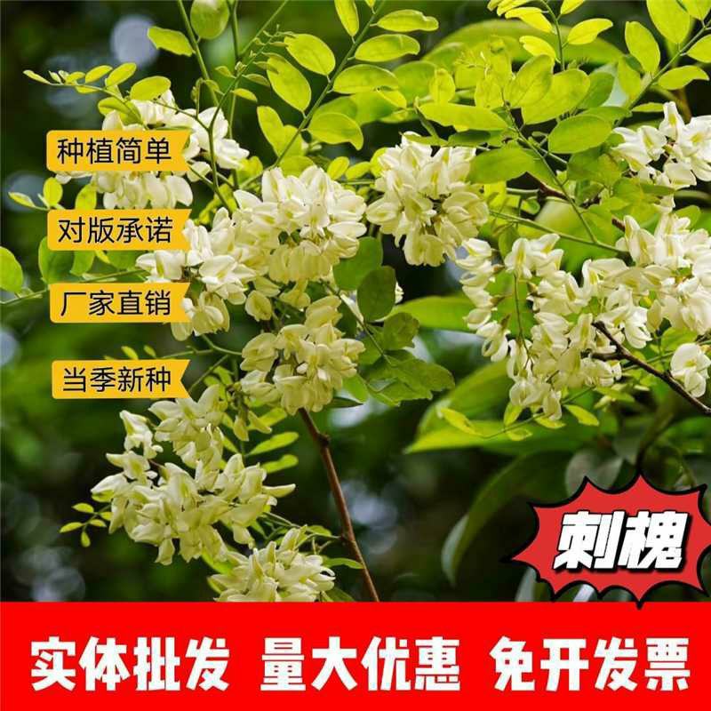 刺槐种子厂家一手货源批发品质保证价格便宜欢迎联系合作