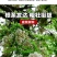 刺槐种子厂家一手货源批发品质保证价格便宜欢迎联系合作