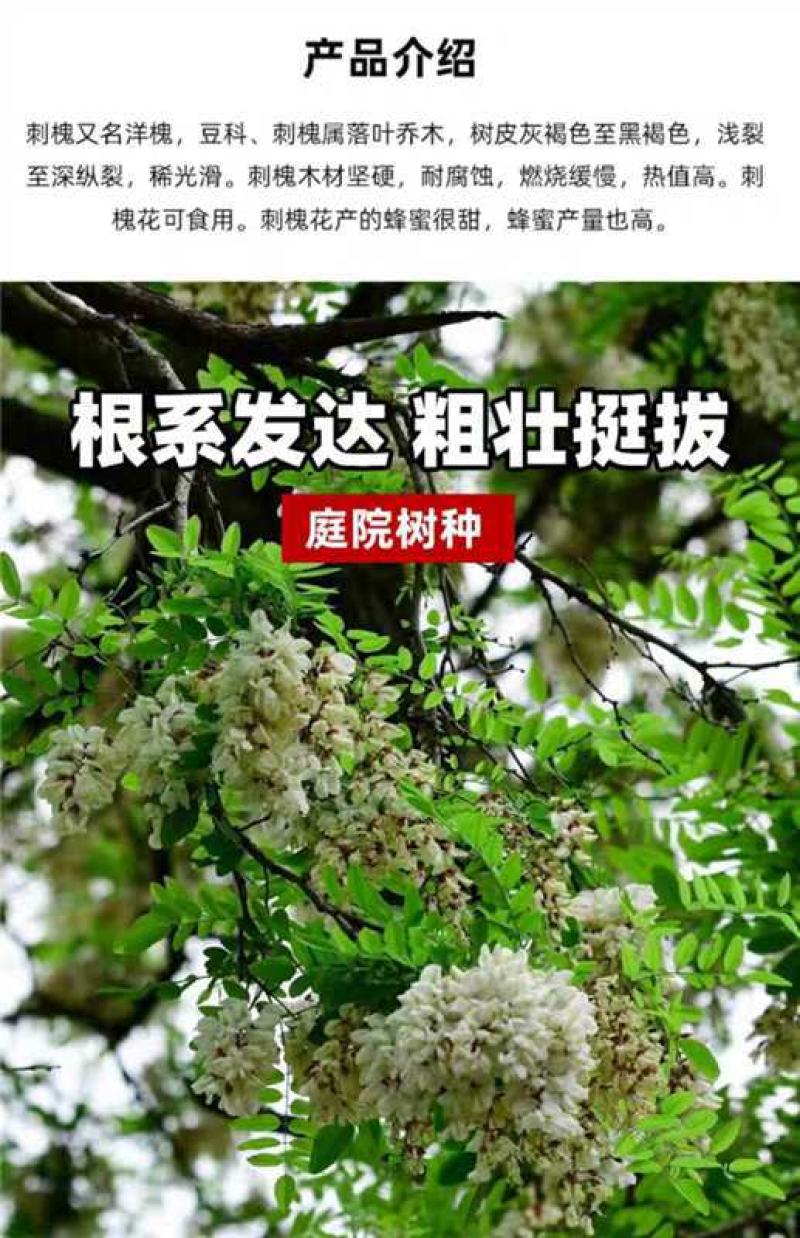 刺槐种子厂家一手货源批发品质保证价格便宜欢迎联系合作