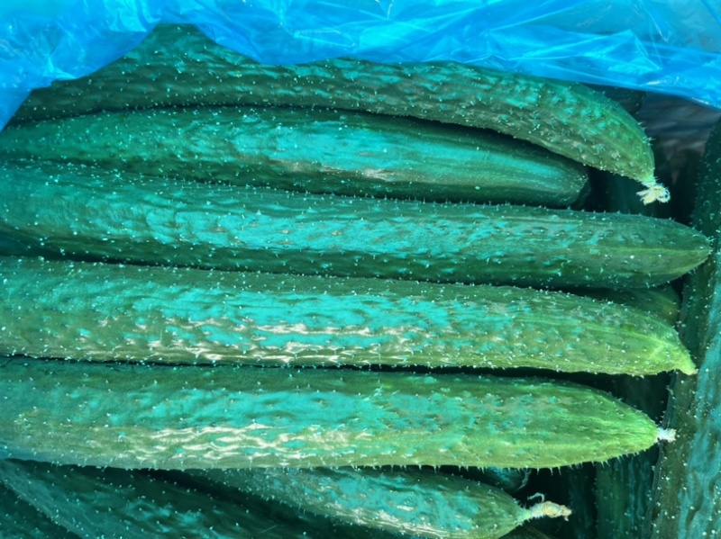 河南青瓤刺黄瓜，带霜带刺，个个笔直，品相好，脆甜