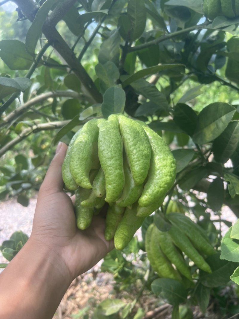 佛手柑鲜果