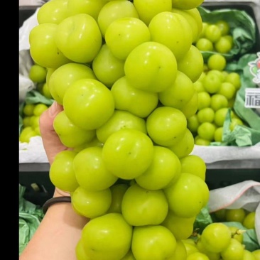 阳光玫瑰葡萄
