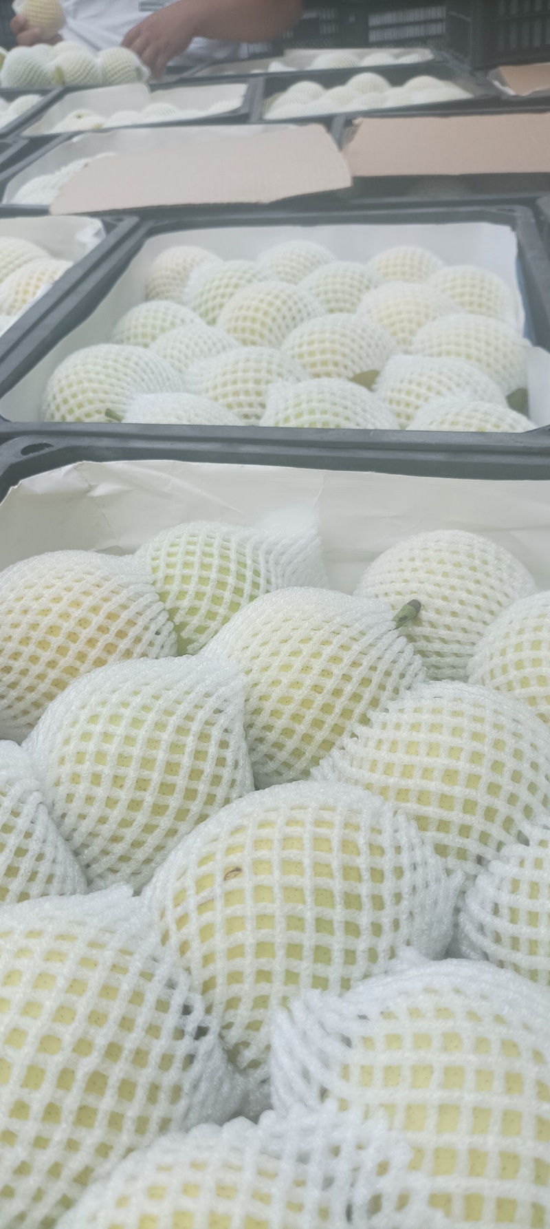 安徽套代黄冠梨大量上市，电商，超市，批发市场大量有现货。