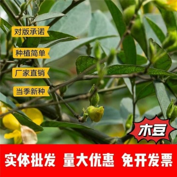 木豆种子厂家一手货源批发品质保证价格便宜欢迎咨询下单