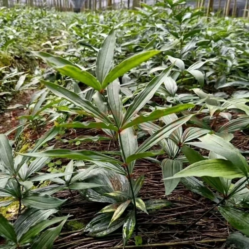 多花高杆不倒苗黄精苗大量接单产地直发欢迎来电咨询