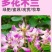 多花木兰种子厂家一手货源批发品质保证价格便宜欢迎咨询下单