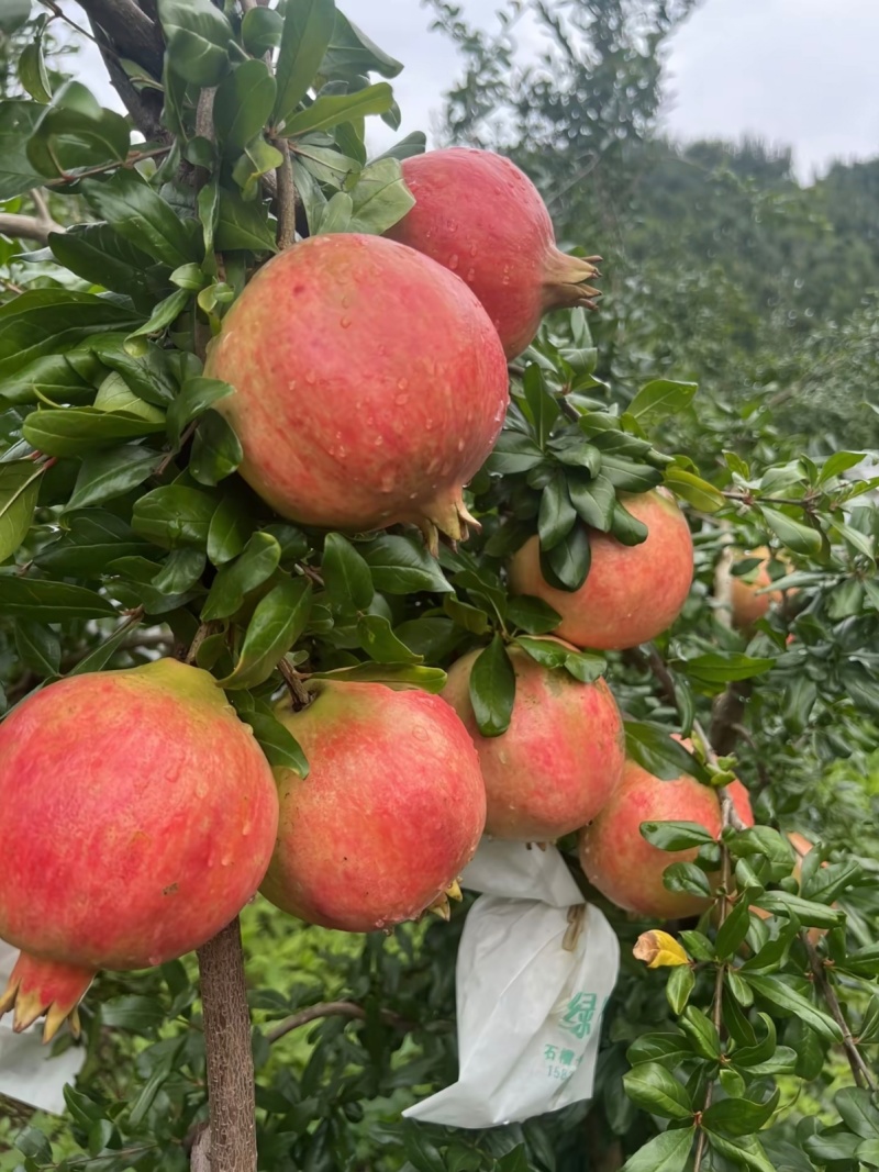 【颗粒大水分足】红石榴规格齐全四川发货视频看货