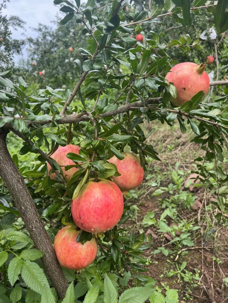 【颗粒大水分足】红石榴规格齐全四川发货视频看货