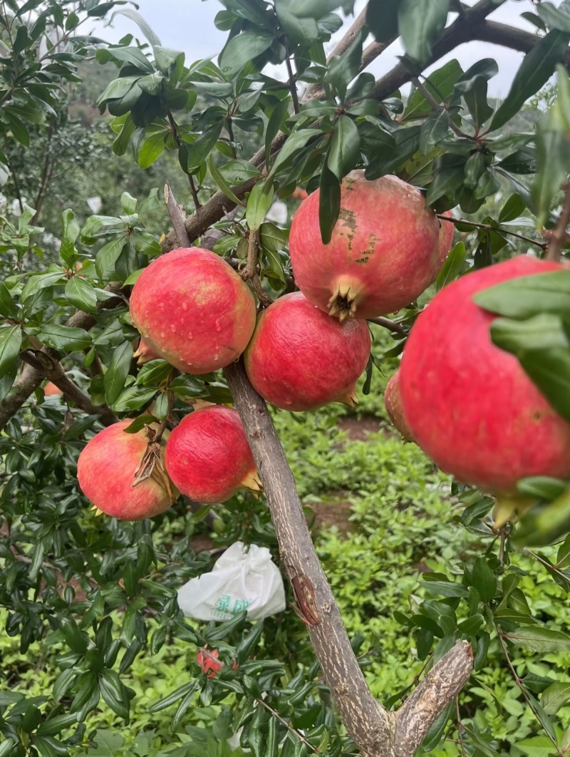 【颗粒大水分足】红石榴规格齐全四川发货视频看货