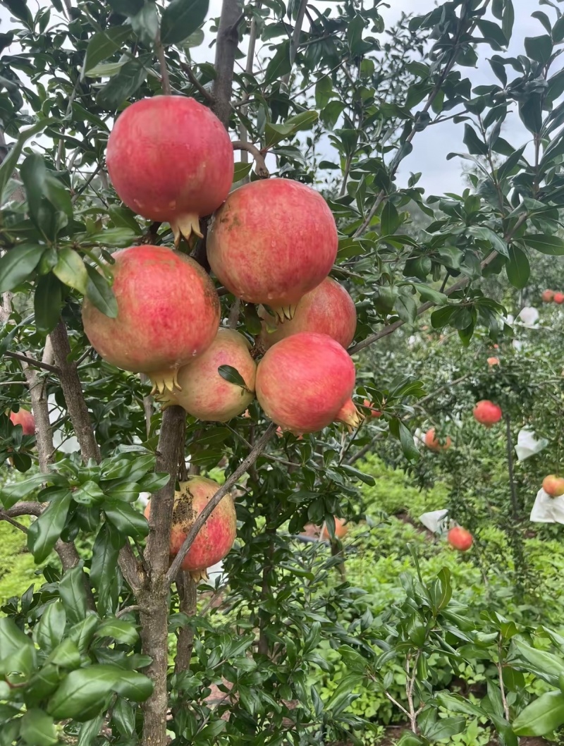 【颗粒大水分足】红石榴规格齐全四川发货视频看货